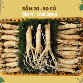 Nhân Sâm Củ Tươi Hàn Quốc Loại 20-30 Củ/Kg: Giải Pháp Dinh Dưỡng Siêu Tiết Kiệm Hàng Ngày
