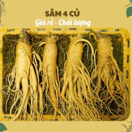 nhan-sam-cu-tuoi-han-quoc-4-cu