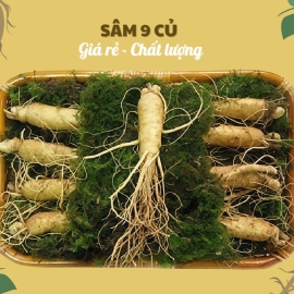 Nhân Sâm Củ Tươi Hàn Quốc Loại 9 Củ/Kg: Lựa Chọn Kinh Tế Số 1 Cho Gia Đình