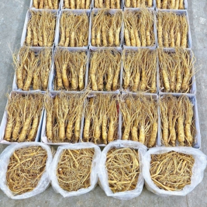 5 Dấu Hiệu Vàng Nhận Biết Sâm Hàn Quốc 6 Năm Tuổi Chuẩn (Tránh Mua Lầm)