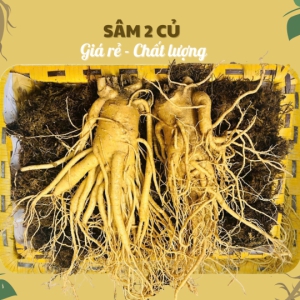 Bà Bầu, Phụ Nữ Cho Con Bú Có Dùng Được Sâm Tươi Không? [CẢNH BÁO]