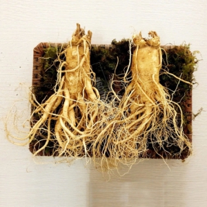 Mua Nhân Sâm Tươi Hàn Quốc Ở Đâu Uy Tín Tại Hà Nội, TPHCM?