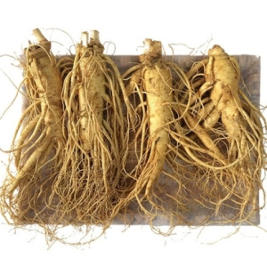 Uống Sâm Tươi Có Bị Nóng Không? Có Gây Mất Ngủ Không? [Giải Đáp A-Z]