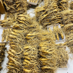 Nhìn vào đâu (đầu củ, rễ, thân) để biết sâm tốt?