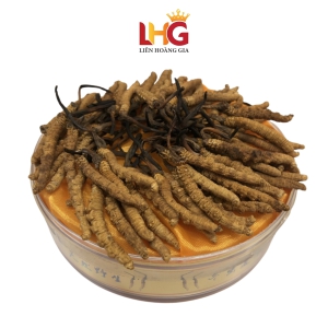 Đông trùng hạ thảo nguyên con Tây Tạng (Hộp Gỗ 50g) – Bảo Vật Trường Thọ