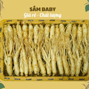 Nhân Sâm Baby (Sâm Non) Củ Tươi Hàn Quốc: Giải Pháp Dinh Dưỡng Siêu Tiết Kiệm Hàng Ngày