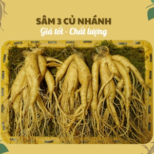Nhân Sâm Củ Tươi Hàn Quốc Loại 3 Củ/Kg: Cực Phẩm Nhánh Đẹp, Quà Biếu Sang Trọng Nhất