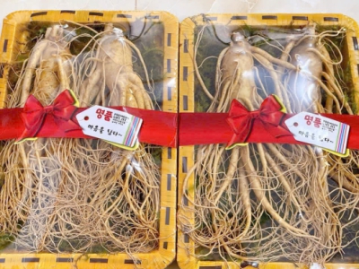 Sâm Tươi Nên Dùng Lúc Nào Trong Ngày Tốt Nhất? [Thời Điểm Vàng]