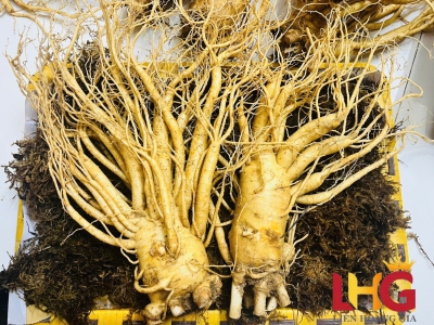 Hiệu Quả Khi Dùng Nhân Sâm Củ Tươi Hàn Quốc Lâu Dài – Bí Quyết Sức Khỏe Cho Người Cao Tuổi