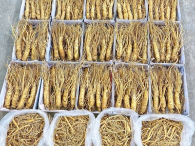 5 Dấu Hiệu Vàng Nhận Biết Sâm Hàn Quốc 6 Năm Tuổi Chuẩn (Tránh Mua Lầm)