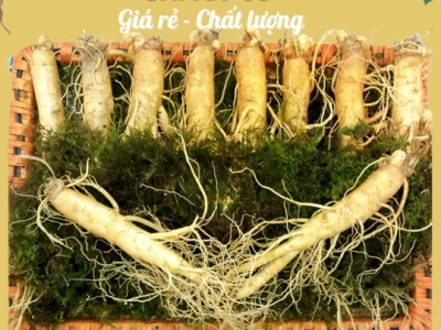Nhân Sâm Tươi Hàn Quốc Có Tác Dụng Gì? [7 Lợi Ích Vàng Cho Sức Khỏe]
