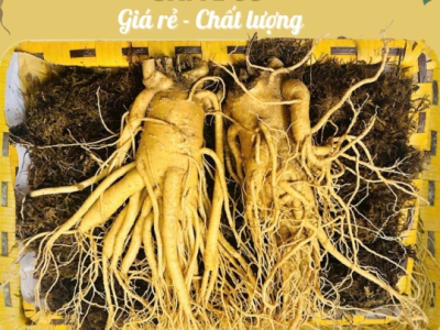 Bà Bầu, Phụ Nữ Cho Con Bú Có Dùng Được Sâm Tươi Không? [CẢNH BÁO]