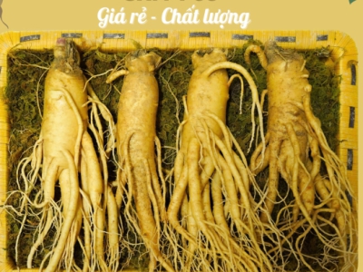 Sâm Tươi Hãm Trà Uống Có Tốt Không? [5 Lợi Ích Tức Thì & Cách Hãm Đúng]