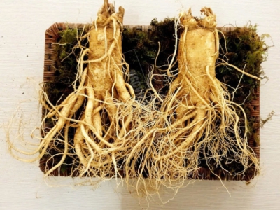 Mua Nhân Sâm Tươi Hàn Quốc Ở Đâu Uy Tín Tại Hà Nội, TPHCM?