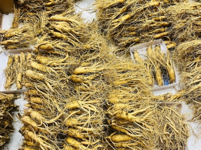 Nhìn vào đâu (đầu củ, rễ, thân) để biết sâm tốt?