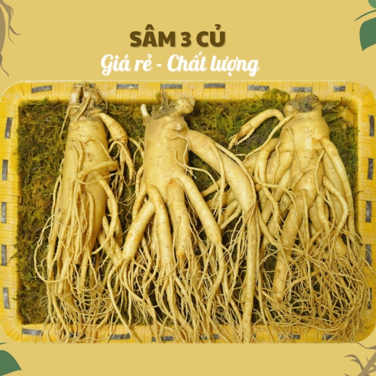 Hình dáng cân đối của củ sâm Hàn Quốc 6 năm tuổi thật, rõ đầu thân và 2 chân chính