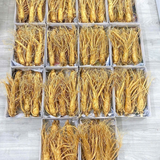 Tác dụng của sâm tươi 6 năm tuổi giúp giảm căng thẳng, mệt mỏi, cải thiện giấc ngủ