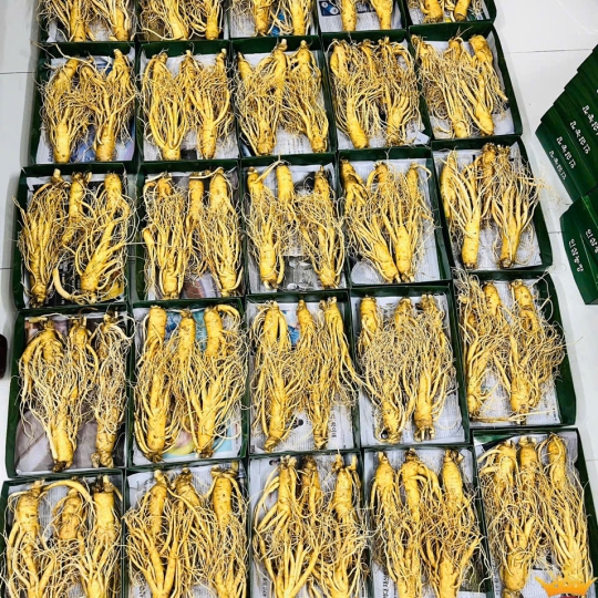 So sánh sâm 6 năm tuổi (phải) và sâm non 4-5 năm tuổi (trái), yếu tố khiến giá chênh lệch