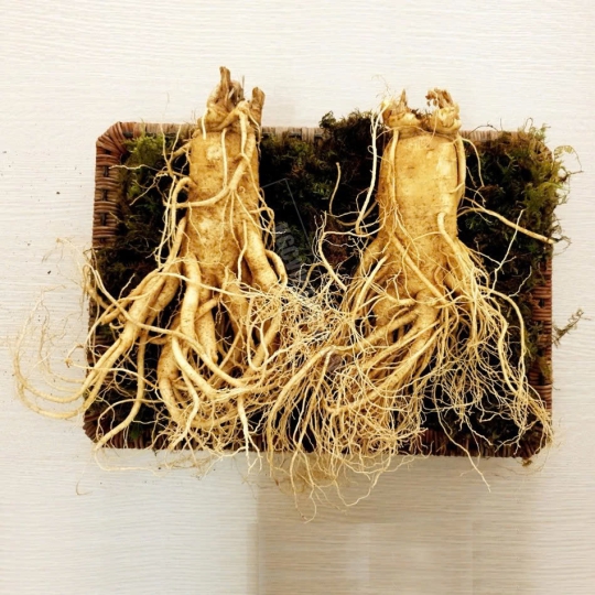 Phụ nữ mang thai là đối tượng không nên dùng sâm tươi vì có thể ảnh hưởng thai nhi