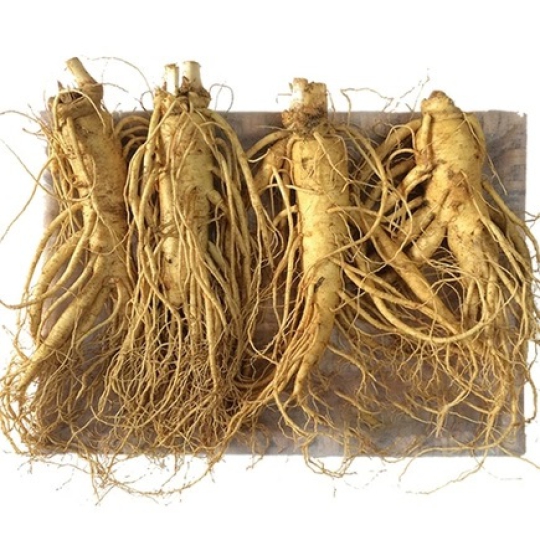 Nhân sâm tươi Hàn Quốc giúp tăng cường hệ miễn dịch và bồi bổ cơ thể