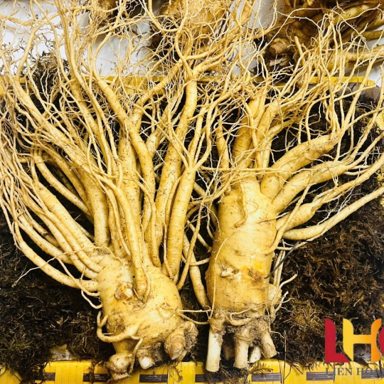 Cách thái lát mỏng củ nhân sâm tươi Hàn Quốc 6 năm tuổi để ngâm mật ong