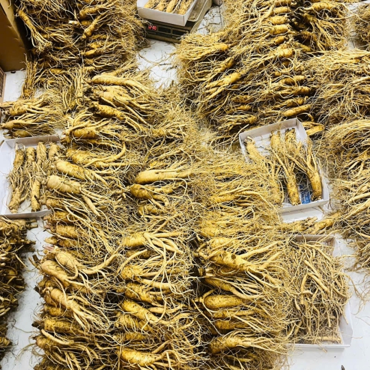 Cận cảnh đầu củ nhân sâm Hàn Quốc 6 năm tuổi chuẩn với 5 mắt sâm rõ rệt.