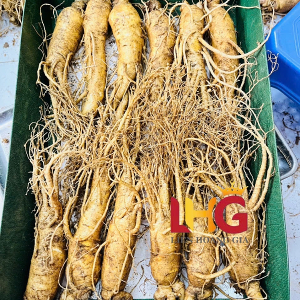 Nhân Sâm Củ Tươi Hàn Quốc 2-10 Củ: Tuyển Chọn Cực Phẩm, Giá Sỉ Tốt Nhất
