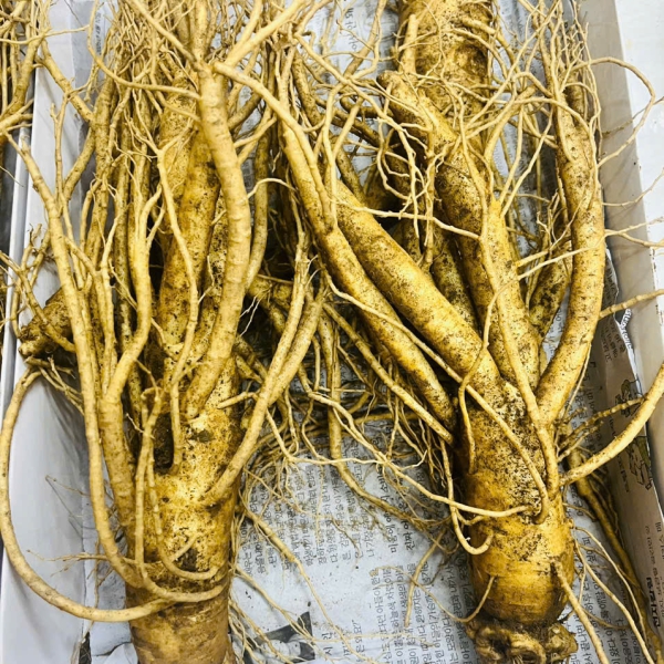Nhân Sâm Củ Tươi Hàn Quốc Loại 3 Củ/Kg: Bí Quyết Tăng Cường Sức Khỏe Tươi Mới Mỗi Ngày