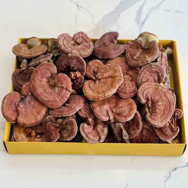 Nấm Linh Chi Tiến Vua Hàn Quốc hộp 1kg – MUGUNGHWA chính hãng