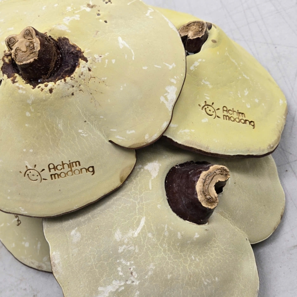 Nấm Linh Chi Đỏ Thượng Hạng Achimmadang (Túi 1kg) - Thảo dược trường thọ Hàn Quốc giúp thanh lọc cơ thể, giải độc gan.