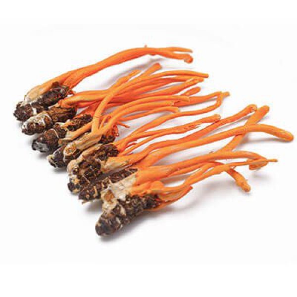 Đông Trùng Hạ Thảo Ký Chủ Nhộng hộp gỗ 80 con – Quà biếu sức khỏe cao cấp