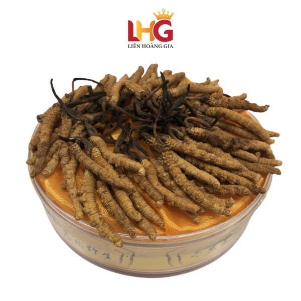Đông trùng hạ thảo nguyên con Tây Tạng (Hộp Gỗ 50g) – Bảo Vật Trường Thọ