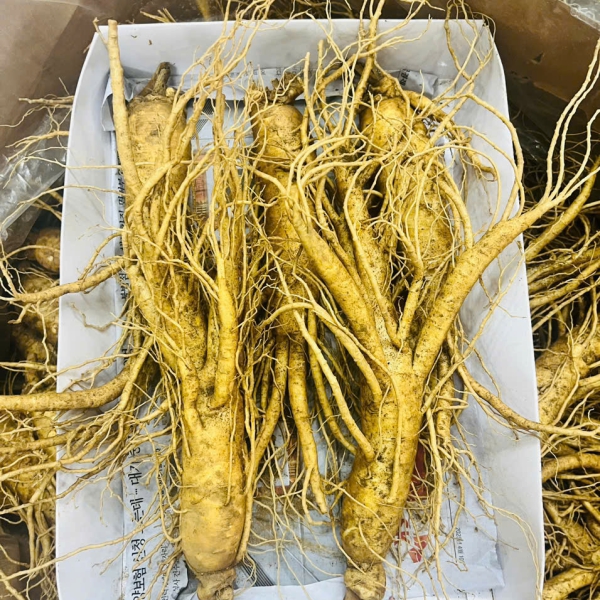Nhân Sâm Củ Tươi Hàn Quốc Loại 5 Củ/Kg: Giải Pháp Bồi Bổ Tối Ưu Cho Gia Đình