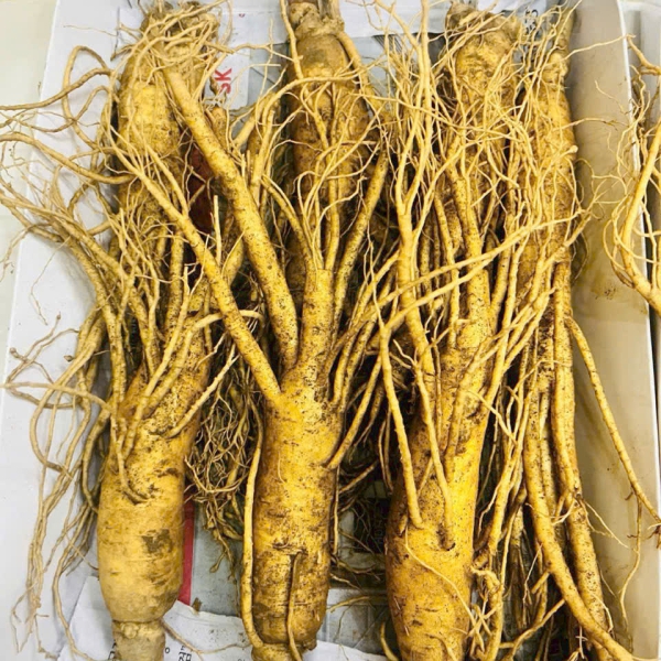 Nhân Sâm Củ Tươi Hàn Quốc Loại 7 Củ/Kg: Giải Pháp Dinh Dưỡng Tiết Kiệm Từng Ngày