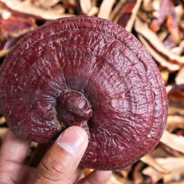 Nấm Linh Chi Đỏ Núi Đá Thiên Nhiên Korean Youngji Mushroom Bịch 1kg