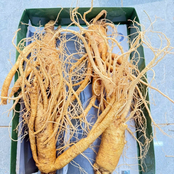 nhan-sam-cu-tuoi-han-quoc-4-cu