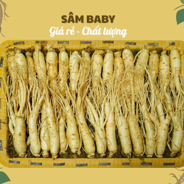 Nhân Sâm Baby (Sâm Non) Củ Tươi Hàn Quốc: Giải Pháp Dinh Dưỡng Siêu Tiết Kiệm Hàng Ngày