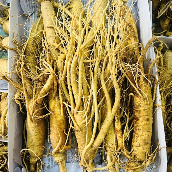 Nhân Sâm Củ Tươi Hàn Quốc Loại 10 Củ/Kg: Giải Pháp Dinh Dưỡng Hàng Ngày Siêu Tiết Kiệm
