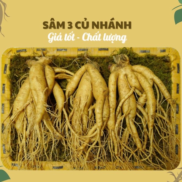 Nhân Sâm Củ Tươi Hàn Quốc Loại 3 Củ/Kg: Cực Phẩm Nhánh Đẹp, Quà Biếu Sang Trọng Nhất