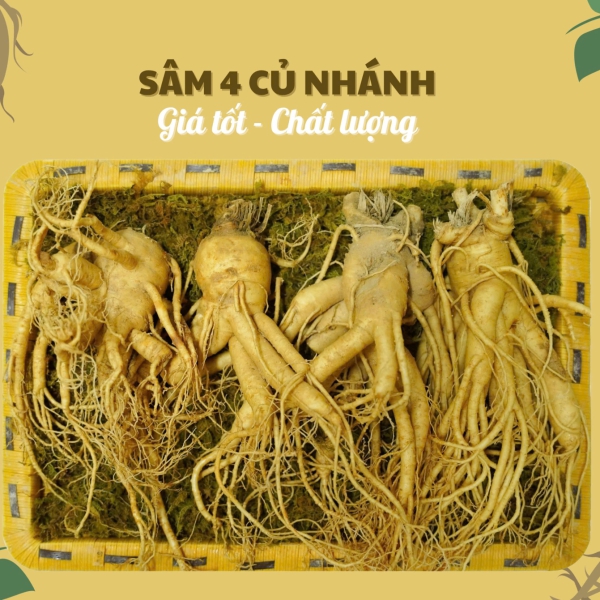 Nhân Sâm Củ Tươi Hàn Quốc Loại 4 Củ/Kg: Cực Phẩm Dáng Đẹp, Quà Tặng Cao Cấp