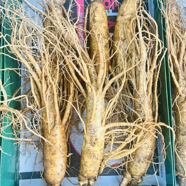 Nhân Sâm Củ Tươi Hàn Quốc Loại 7 Củ/Kg: Giải Pháp Dinh Dưỡng Tiết Kiệm Từng Ngày