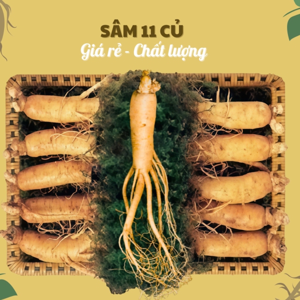 Nhân Sâm Củ Tươi Hàn Quốc Loại 11 Củ/Kg: Lựa Chọn Tiết Kiệm Tối Đa Cho Sức Khỏe