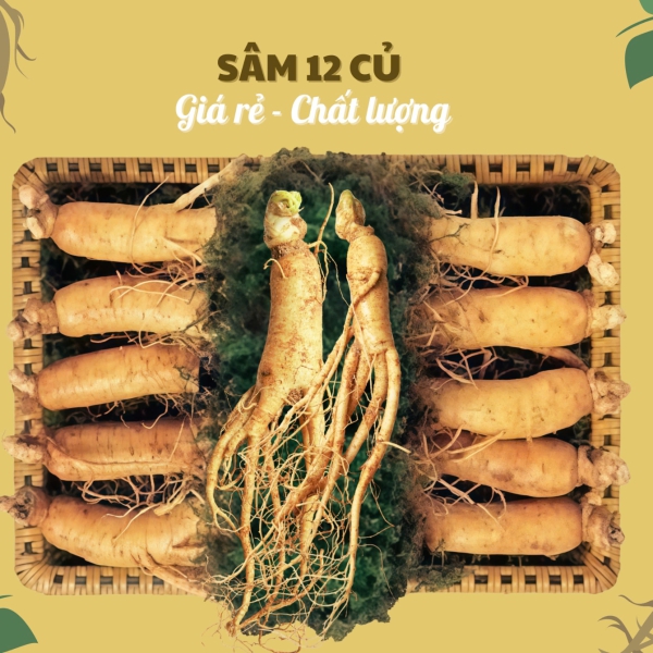 Nhân Sâm Tươi Hàn Quốc 6 Năm Tuổi Loại 12 Củ/Kg – Lựa Chọn Siêu Tiết Kiệm, Tinh Túy Sâm 6 Năm Trong Ngân Sách Hợp Lý