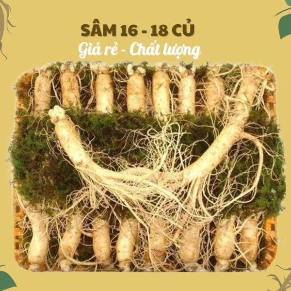 Nhân Sâm Củ Tươi Hàn Quốc Loại 16-18 Củ/Kg: Lựa Chọn Tiết Kiệm Tối Đa, Tươi Mới Hàng Ngày