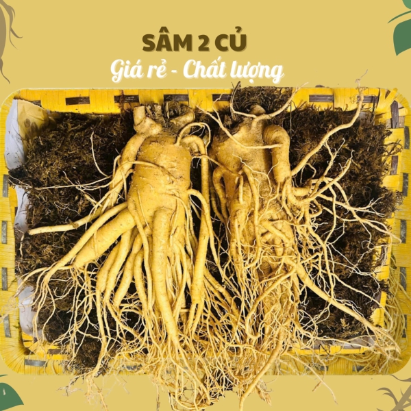 Nhân Sâm Củ Tươi Hàn Quốc Loại 2 Củ/Kg: Thượng Phẩm Bồi Bổ Nhập Khẩu Tươi Mới Mỗi Ngày