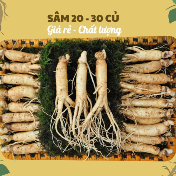 Nhân Sâm Củ Tươi Hàn Quốc Loại 20-30 Củ/Kg: Giải Pháp Dinh Dưỡng Siêu Tiết Kiệm Hàng Ngày