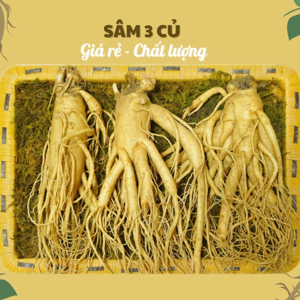 Nhân Sâm Củ Tươi Hàn Quốc Loại 3 Củ/Kg: Bí Quyết Tăng Cường Sức Khỏe Tươi Mới Mỗi Ngày