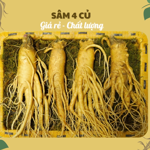nhan-sam-cu-tuoi-han-quoc-4-cu
