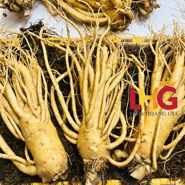 Nhân Sâm Củ Tươi Hàn Quốc 2-10 Củ: Tuyển Chọn Cực Phẩm, Giá Sỉ Tốt Nhất