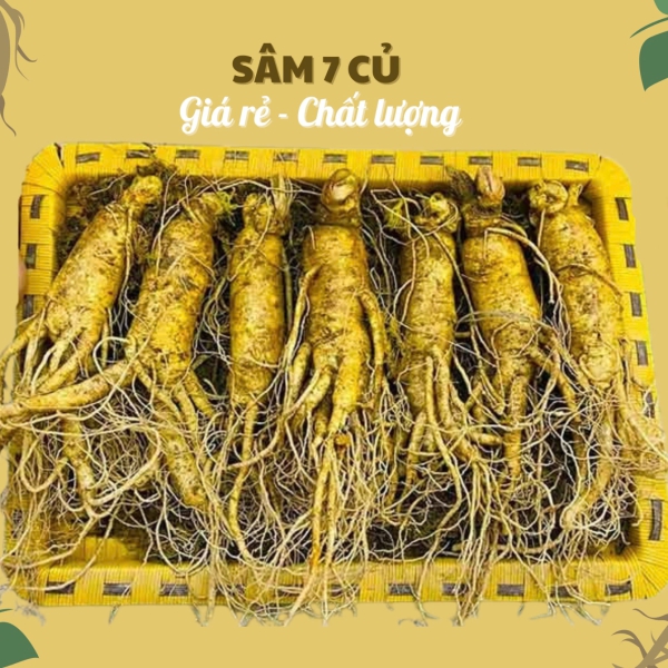 Nhân Sâm Củ Tươi Hàn Quốc Loại 7 Củ/Kg: Giải Pháp Dinh Dưỡng Tiết Kiệm Từng Ngày
